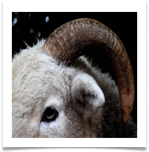 Aries the ram - Gilli Bruce